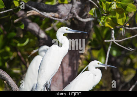 Garzetta (Egretta garzetta). Watamu, Kenya. Foto Stock