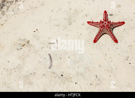 Rosso-pomello stella di mare (Protoreaster lincki). Watamu, Kenya. Foto Stock