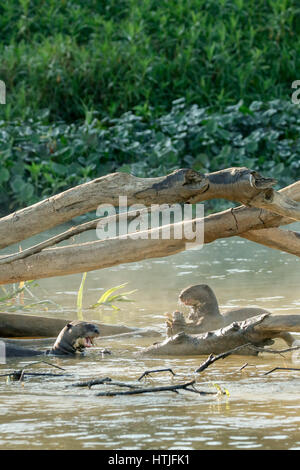 Gigante lontre di fiume mangiare pesce nel fiume Cuiaba, Pantanal la regione, Mato Grosso membro, Brasile, Sud America Foto Stock