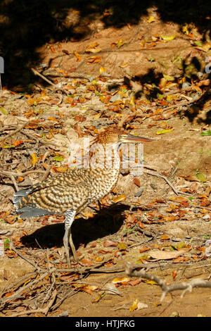 Rufescent Tiger Heron camminando lungo la riva del fiume del fiume Cuiaba, Pantanal la regione, Mato Grosso membro, Brasile, Sud America Foto Stock