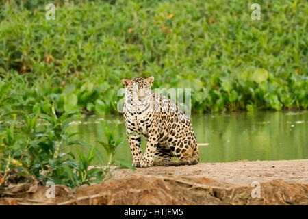 Jaguar in appoggio su un sandbar lungo il fiume Cuiaba, Pantanal la regione, Mato Grosso membro, Brasile, Sud America Foto Stock