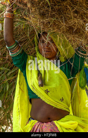 Donna che trasportano i foraggi nelle zone rurali del Rajasthan, India Foto Stock