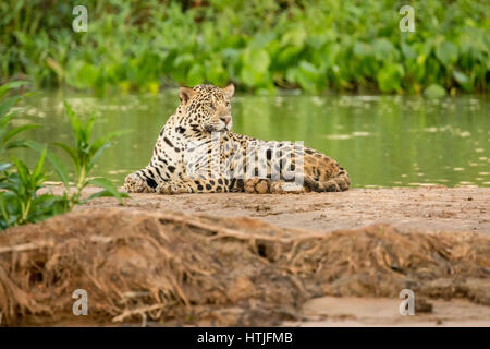 Jaguar in appoggio su un sandbar lungo il fiume Cuiaba, Pantanal la regione, Mato Grosso membro, Brasile, Sud America. Acqua comune giacinti creare spe Foto Stock