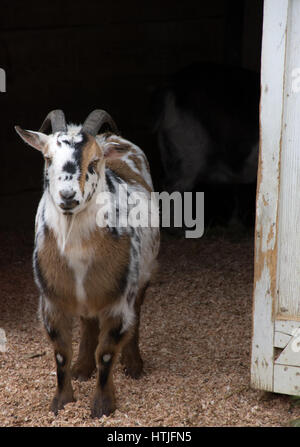 Tri-color capra pigmeo permanente al fienile porta con arricciata corna nere, di fronte alla fotocamera. Una mucca è in ombra del granaio e un peeling fienile porta è visto. Foto Stock