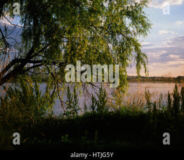 Willow Tree a Dangars Laguna, Uralla, NSW, Australia Foto Stock