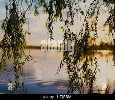 Willow Tree foglie a Dangars Laguna, Uralla, NSW, Australia Foto Stock