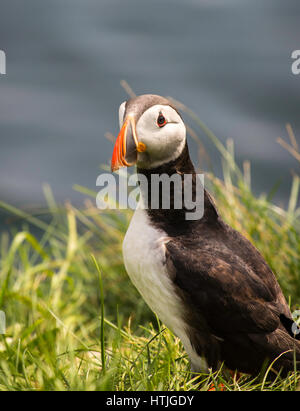 Un simpatico puffin assomiglia a lui/lei sta riflettendo sulla vita. Foto Stock