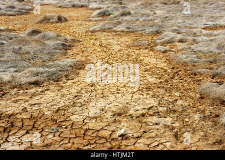 Il fieno sulla terra di siccità, incredibile, arida terra incrinato, cambiamenti climatici fatti agricoltura plantation riduz, il riscaldamento è un problema mondiale, per effetto serra Foto Stock