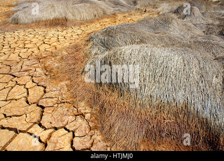 Il fieno sulla terra di siccità, incredibile, arida terra incrinato, cambiamenti climatici fatti agricoltura plantation riduz, il riscaldamento è un problema mondiale, per effetto serra Foto Stock