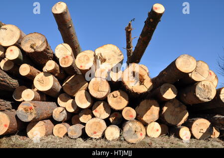 I registri di albero in pila contro il cielo blu Foto Stock