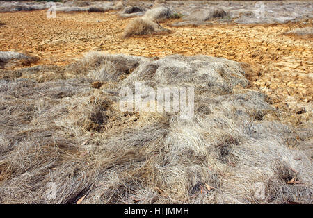 Il fieno sulla terra di siccità, incredibile, arida terra incrinato, cambiamenti climatici fatti agricoltura plantation riduz, il riscaldamento è un problema mondiale, per effetto serra Foto Stock