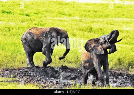 Piccoli elefanti giocando nel foro di irrigazione Sud Africa Foto Stock