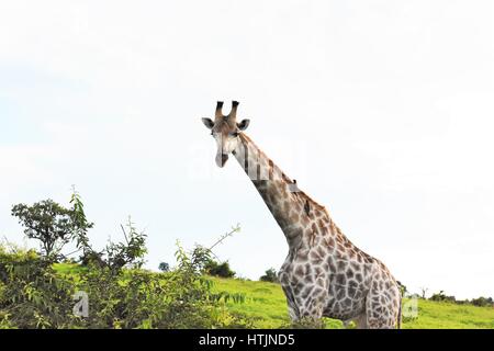 La giraffa nel veld, Watering Hole Foto Stock