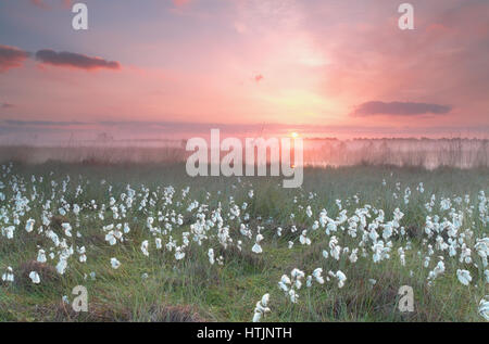 Red misty alba sopra la molla palude, Brabante Settentrionale, Paesi Bassi Foto Stock