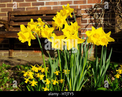 La deliziosa miniatura 'Tete-aTete' narcisi e una varietà standard forniscono colore molla in un giardino confine. Foto Stock