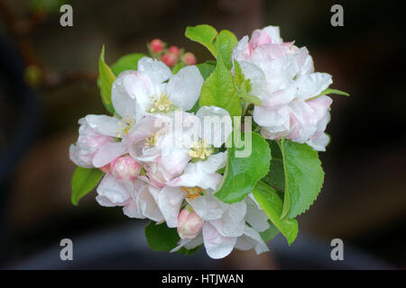 Malus " Bellezza del bagno' Foto Stock