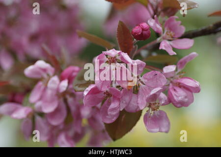 Malus 'Neville Copeman' a Clyne giardini, Swansea, Wales, Regno Unito. Foto Stock