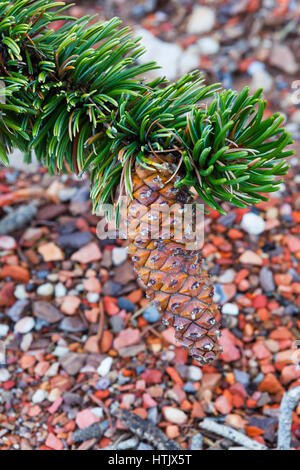 Rocky Mountain Bristlecone pine (Pinus aristata) cono, il Parco Nazionale di Bryce Canyon, UT, STATI UNITI D'AMERICA Foto Stock