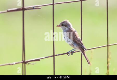 Giovani (shrike Lanius) seduto su una recinzione Foto Stock