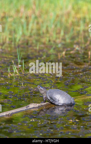 Turtle Colchic marsh (Emys orbicularis сolchica) Foto Stock