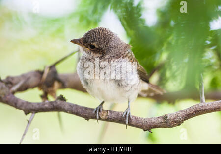 Giovani (shrike Lanius) seduto su un ramo Foto Stock