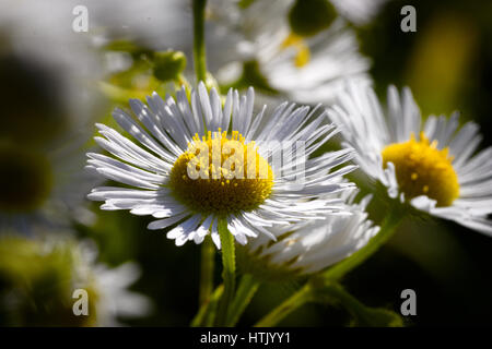 Wild Daisy Flower close up foto macro Foto Stock