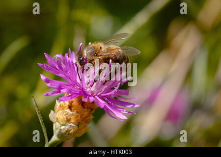 Bee nel processo di impollinazione un viola selvatica di trifoglio rosso (Trifolium pratense) fiore Foto Stock