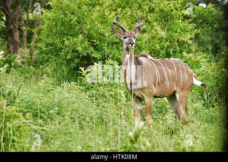 Kudu nella spazzola Foto Stock