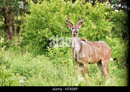 Kudu nella spazzola Foto Stock