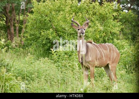 Kudu nella spazzola Foto Stock