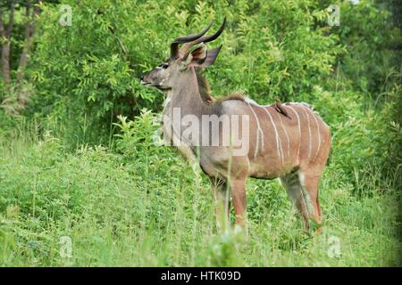 Kudu nella spazzola Foto Stock