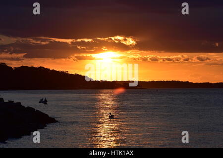 Tramonto tranquilla nella baia di Nelson con pellicano australiano in appoggio su acque calme e prendendo il largo. Foto Stock