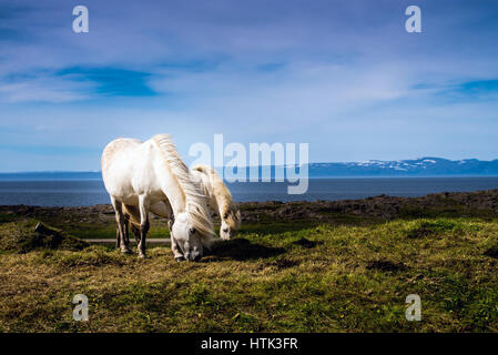 Una coppia di bianco islandese di cavalli al pascolo nei campi Foto Stock
