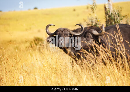 Ritratto di coppia di bufala in piedi in erba secca della savana del Kenya Foto Stock