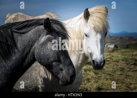 Una coppia di cavalli islandesi pascolare nei campi Foto Stock