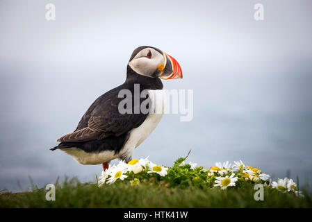 Un simpatico puffin in piedi su alcuni campi di girasoli. Foto Stock