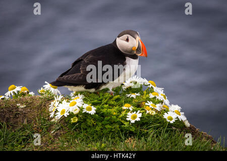 Un simpatico puffin in piedi su alcuni campi di girasoli. Foto Stock