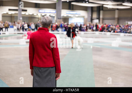 Seattle, Washington DC, Stati Uniti d'America. Undicesimo Marzo 2017. Giudice Jan Brutton osserva un barboncino Standard nell'anello in corrispondenza del 2017 Seattle Kennel Club Dog Show. Circa 160 diverse razze di partecipare all'annuale All-Breed dog show al campo CenturyLink Event Center. Credito: Paolo Gordon/Alamy Live News Foto Stock