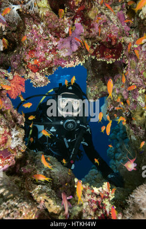 7 novembre 2016 - Mar Rosso, Egitto - Femmina scuba diver guarda nella grotta e guarda alla scuola di pesce mare goldie (Pseudanthias squamipinnis) Dahab, Mar Rosso, Egitto (credito Immagine: © Andrey Nekrasov/ZUMA filo/ZUMAPRESS.com) Foto Stock