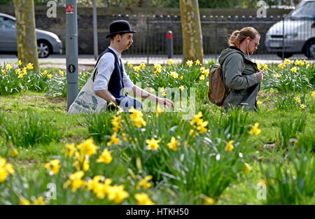 Brighton, Regno Unito. 13 Mar, 2017. I narcisi in fiore al livello in Brighton come persone godere il bellissimo il caldo sole primaverile oggi con temperature attese per raggiungere l'alta teens celsius in alcune parti del sud della Bretagna Credito: Simon Dack/Alamy Live News Foto Stock