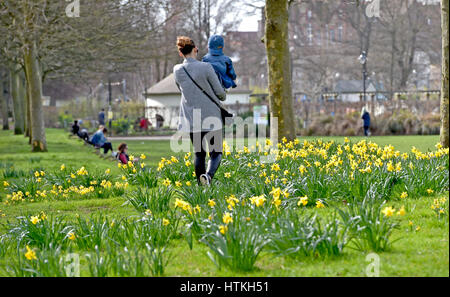 Brighton, Regno Unito. 13 Mar, 2017. I narcisi in fiore al livello in Brighton come persone godere il bellissimo il caldo sole primaverile oggi con temperature attese per raggiungere l'alta teens celsius in alcune parti del sud della Bretagna Credito: Simon Dack/Alamy Live News Foto Stock