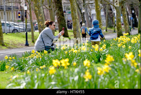 Brighton, Regno Unito. 13 Mar, 2017. I narcisi in fiore al livello in Brighton come persone godere il bellissimo il caldo sole primaverile oggi con temperature attese per raggiungere l'alta teens celsius in alcune parti del sud della Bretagna Credito: Simon Dack/Alamy Live News Foto Stock