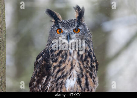 Il gufo reale è uno dei più grandi specie di gufi cui le femmine possono crescere per una lunghezza totale di 30 pollici (75 cm) con un'apertura alare di 6'2' (188 Foto Stock