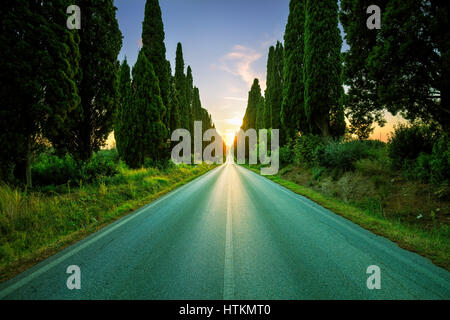 Bolgheri famosi cipressi alberi dritto sul viale del tramonto della retroilluminazione del paesaggio. Punto di riferimento della Maremma Toscana, Italia, Europa. Questo boulevard è famosa f Foto Stock