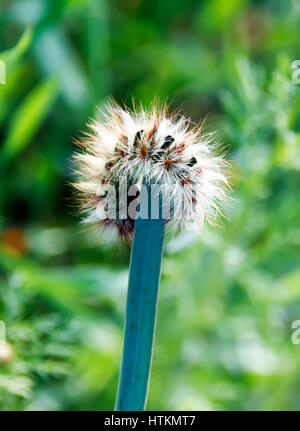 Shaggy caterpillar in erba sulla foglia verde Foto Stock