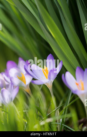 Crocus fiori tra i narcisi lascia in un bosco. Legno Evenley giardini, Evenley, Northamptonshire, Inghilterra Foto Stock