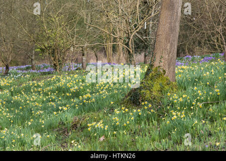 Narciso. Daffodil e crocus fiori in un bosco. Legno Evenley giardini, Evenley, Northamptonshire, Inghilterra Foto Stock