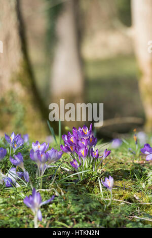 Crocus fiori in un bosco. Legno Evenley giardini, Evenley, Northamptonshire, Inghilterra Foto Stock