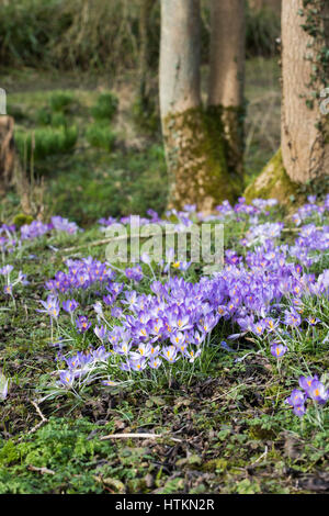 Crocus fiori in un bosco. Legno Evenley giardini, Evenley, Northamptonshire, Inghilterra Foto Stock