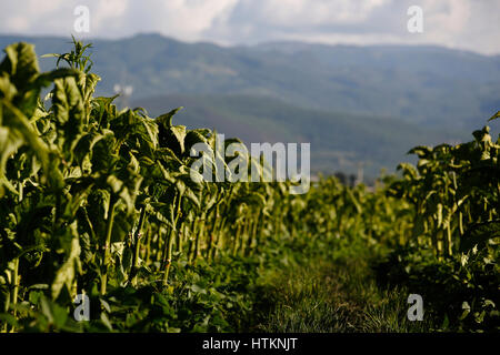 Le piante di tabacco sono illustrati in un campo durante il raccolto di tabacco a Dion Tou Village, vicino Shaxi nella provincia di Yunnan in Cina mercoledì 17 agosto, 2016 Foto Stock